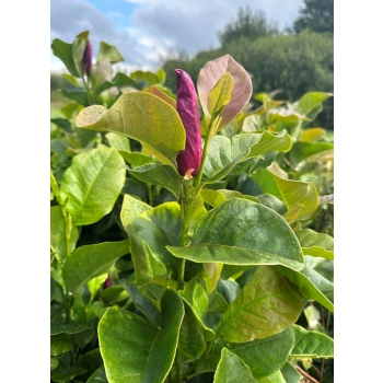 MAGNOLIA NIGRA duża roślina odporna na mróz - sadzonki 100 / 120 cm